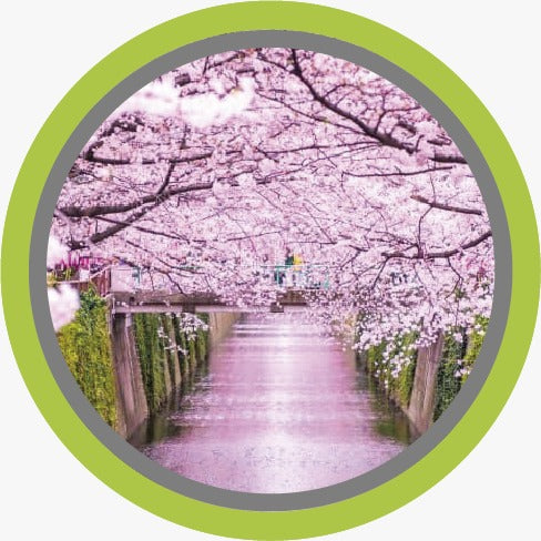 Sakura